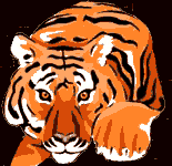 Tiger - an endangered species